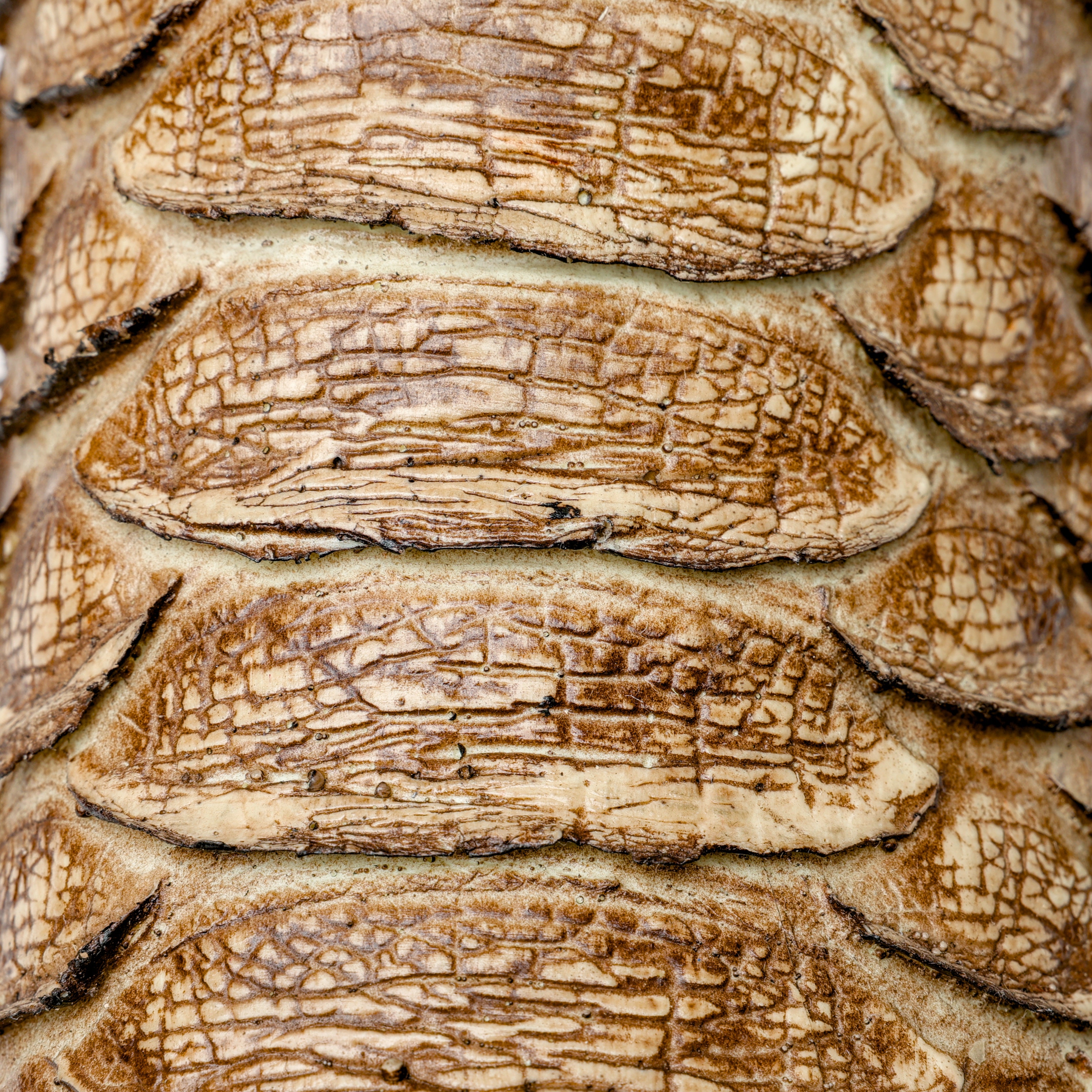 Rustic Desert Jumbo Python Leather Boots - Square Toe